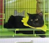 Jasa Penitipan Hewan dan Grooming di Makassar