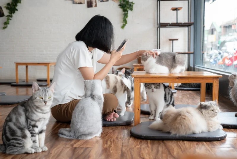 Pengunjung sedang berinteraksi dengan kucing di The Cat Cabin.