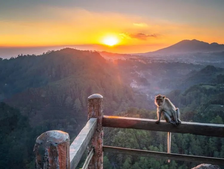 Pemandangan hutan pinus di Tahura Djuanda dengan sinar matahari masuk menembus celah pepohonan.