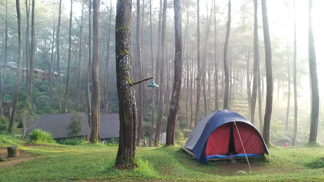 Tenda camping yang sudah terpasang rapi di area pegunungan Bandung dengan latar belakang hutan pinus.