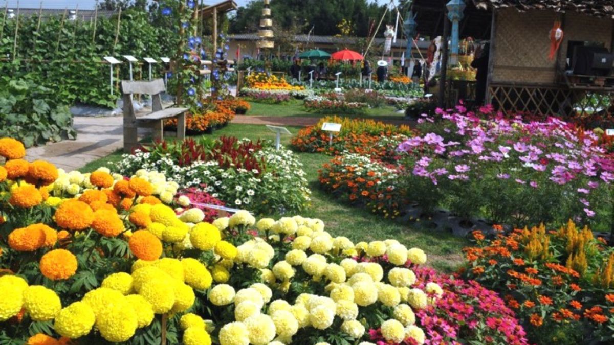 Taman Begonia Glory dengan hamparan bunga begonia warna-warni.