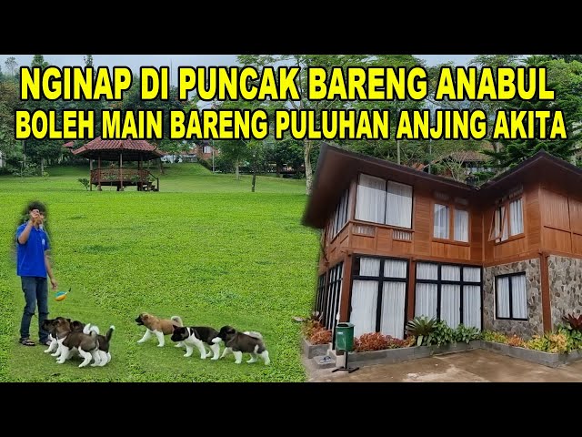 Anjing berlarian bebas di halaman rumput luas di area villa Bogor yang asri.