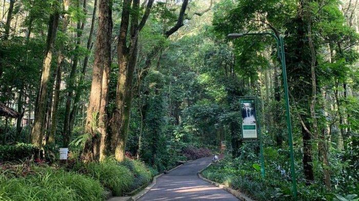 Pasangan lansia berjalan santai di Taman Hutan Raya Ir. H. Djuanda.