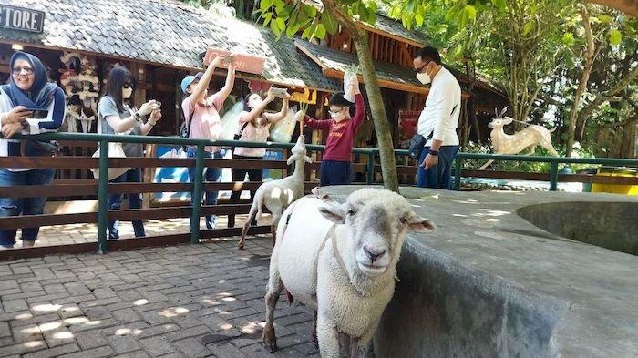 Anak-anak sedang berinteraksi dengan hewan di Farmhouse Lembang dengan latar belakang bangunan Eropa mini.