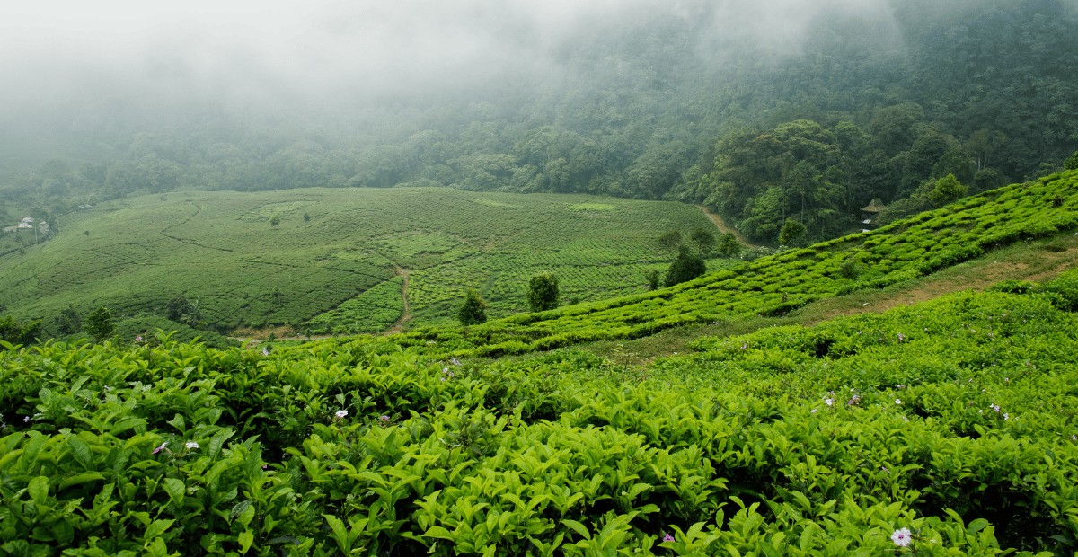 Orang bekerja dengan laptop di teras villa dengan pemandangan hijau yang menenangkan di Bogor.