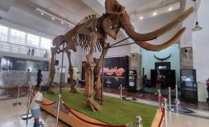 Interior Museum Geologi Bandung dengan display fosil dinosaurus.