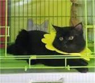 Jasa Penitipan Hewan dan Grooming di Makassar