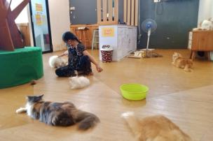 Orang sedang bermain dengan kucing di dalam Neko Cat Cafe.