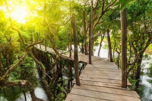 Gambar jembatan kayu yang berkelok di hutan bakau yang rimbun.