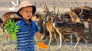 Anak-anak sedang memberi makan rusa di area interaktif Kebun Binatang Bandung.