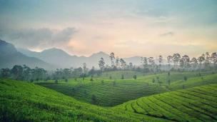 Pemandangan perkebunan teh yang hijau luas di Bandung di bawah langit biru cerah.