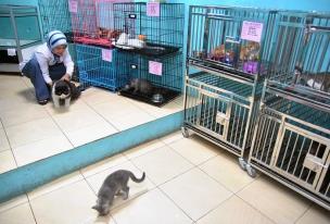 Jasa Penitipan Hewan di Bandung
